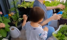 郑恺妻子苗苗的田园时光：种菜视频背后的温馨与自然
