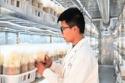 5G智慧舱：让珍稀食用菌在北方“安家落户”