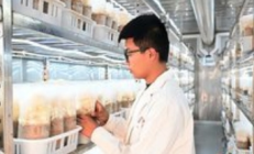 5G智慧舱：让珍稀食用菌在北方“安家落户”